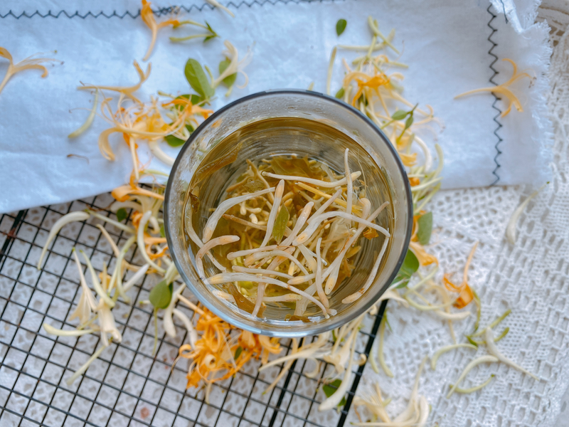 盆栽金银花种植技术