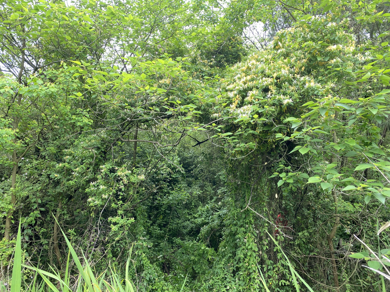 盆栽金银花种植技术