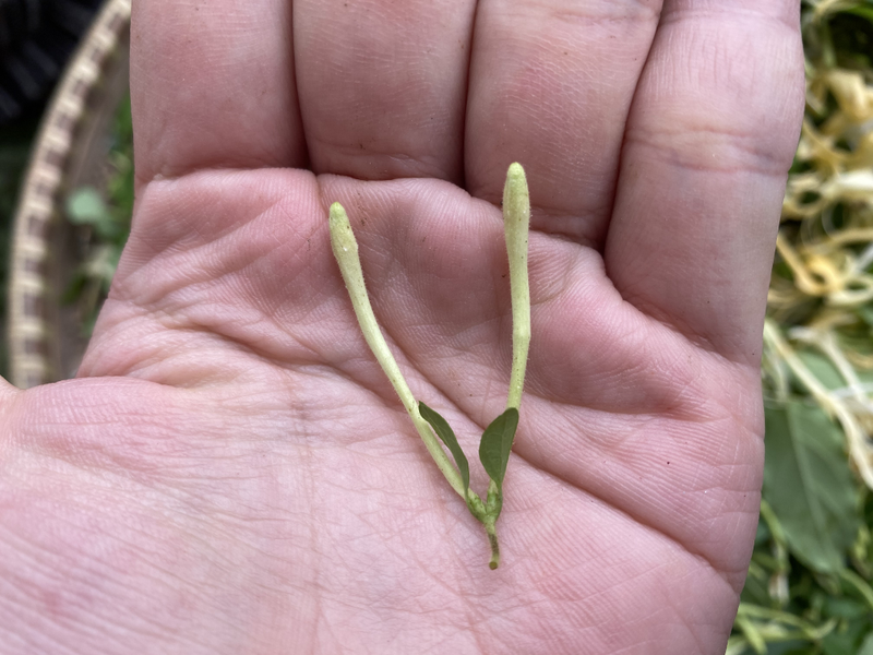 盆栽金银花种植技术