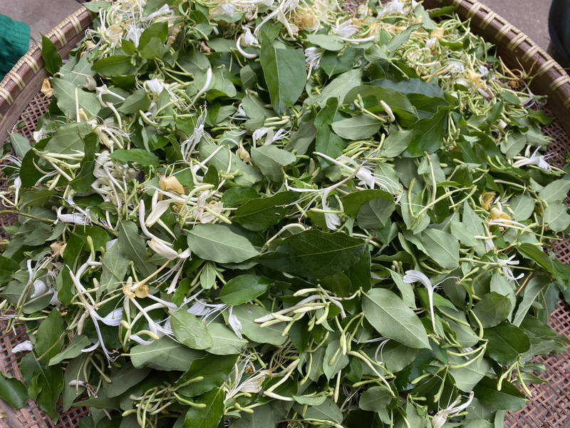 盆栽金银花种植技术