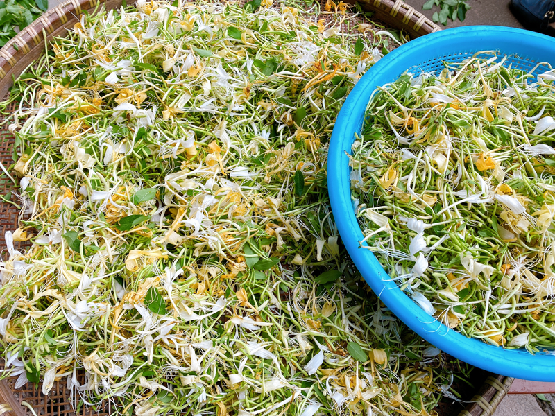 盆栽金银花种植技术