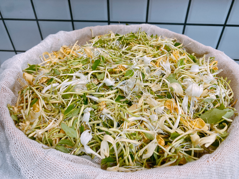 盆栽金银花种植技术