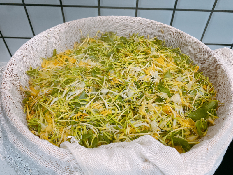 盆栽金银花种植技术