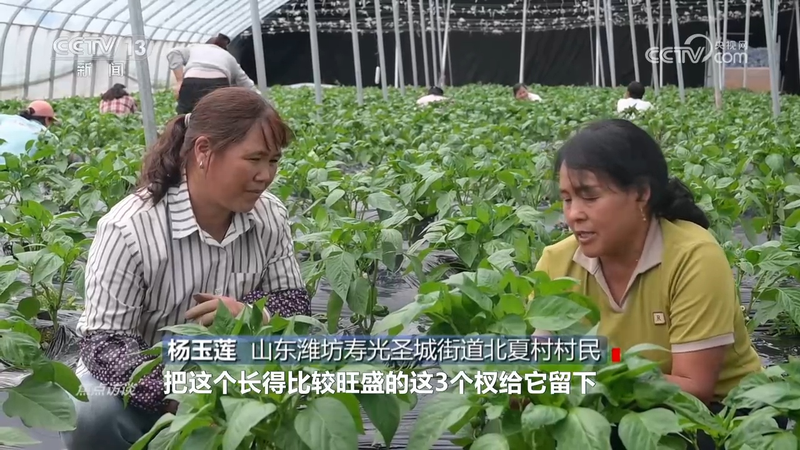 秋后黄瓜大棚种植技术