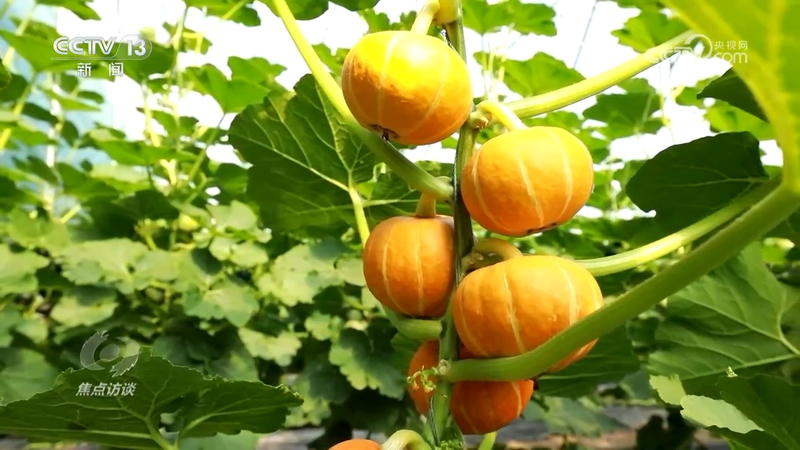 秋后黄瓜大棚种植技术