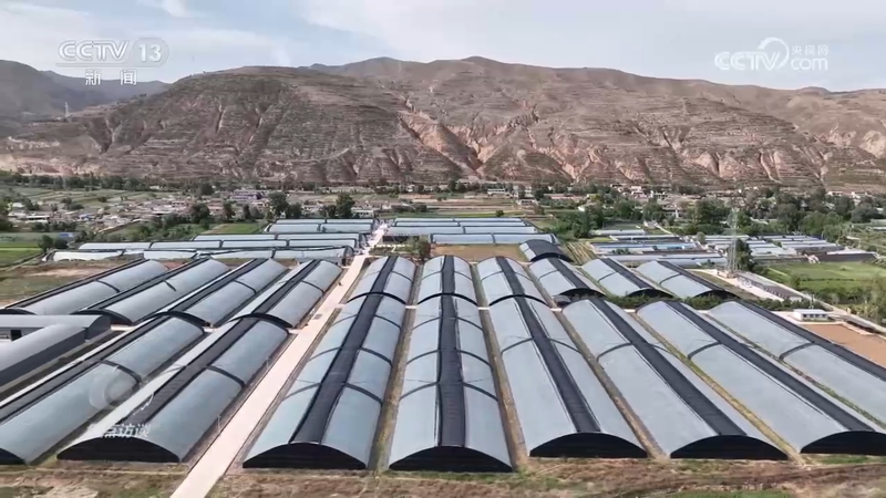 秋后黄瓜大棚种植技术