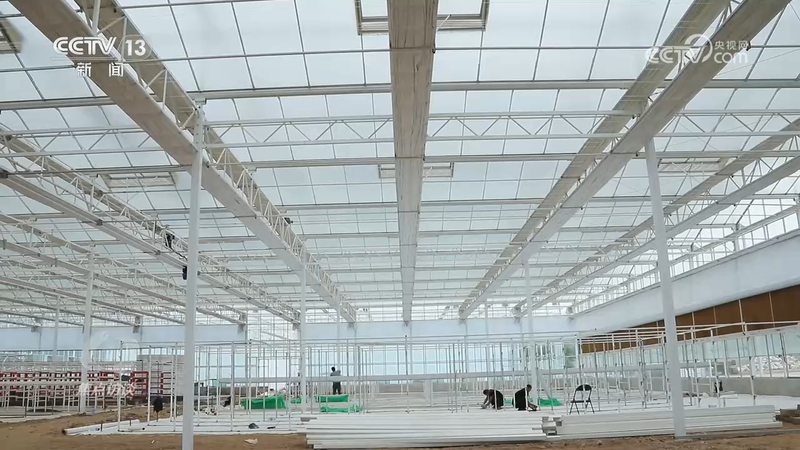 秋后黄瓜大棚种植技术