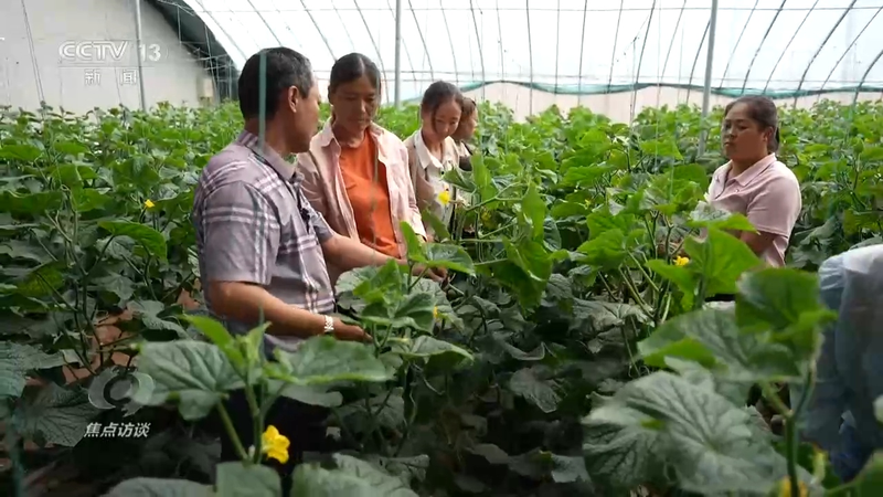 秋后黄瓜大棚种植技术