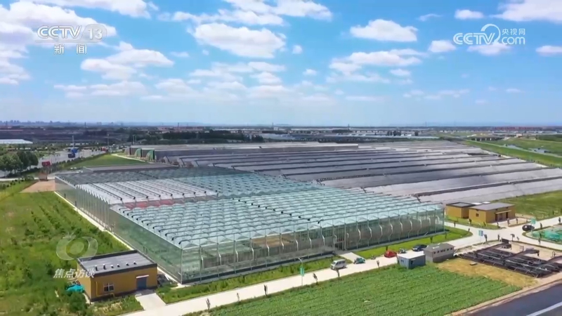 秋后黄瓜大棚种植技术