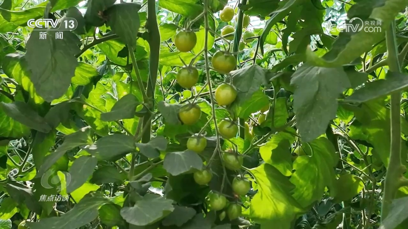 秋后黄瓜大棚种植技术