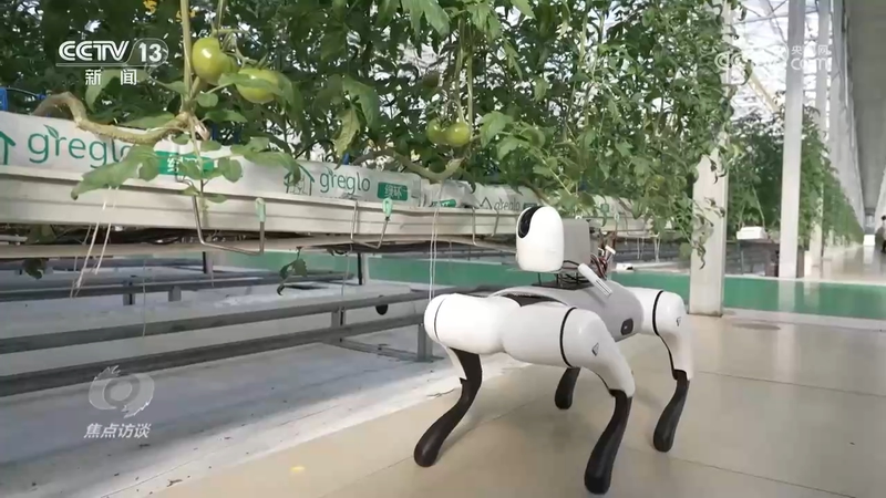 秋后黄瓜大棚种植技术