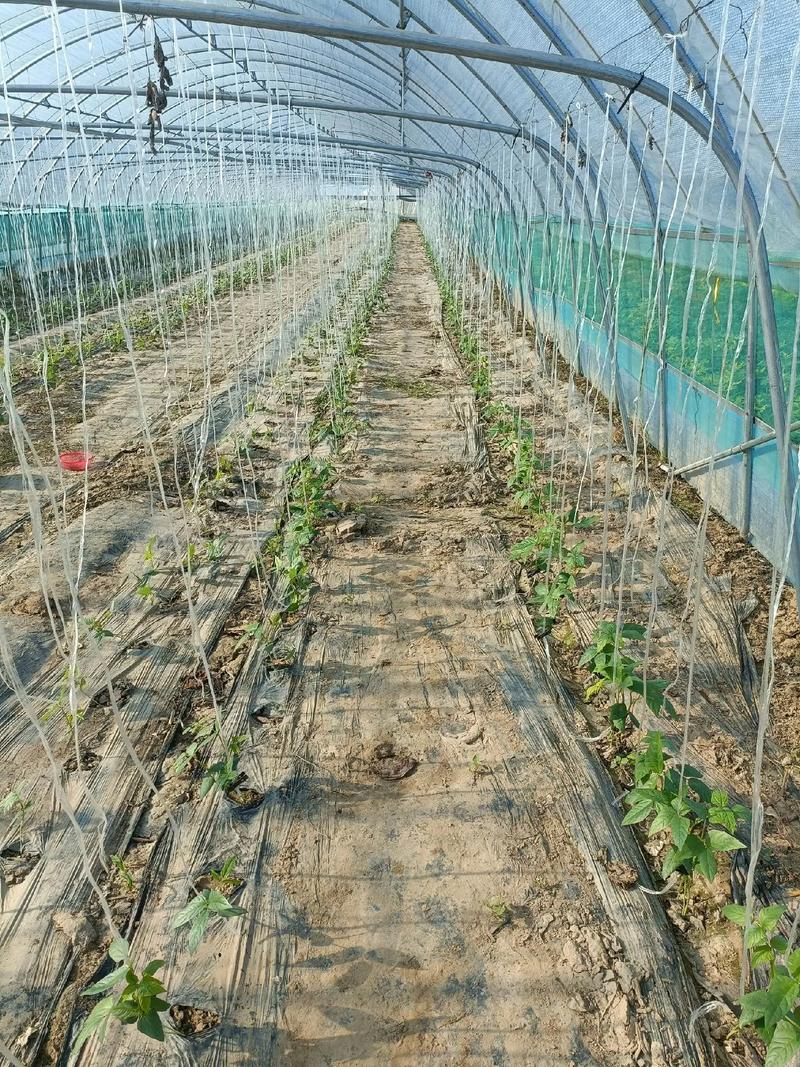 大棚长豆角种植技术