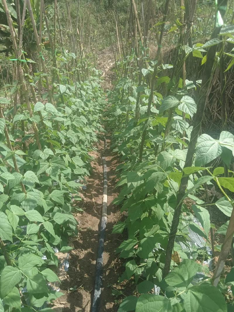 大棚长豆角种植技术
