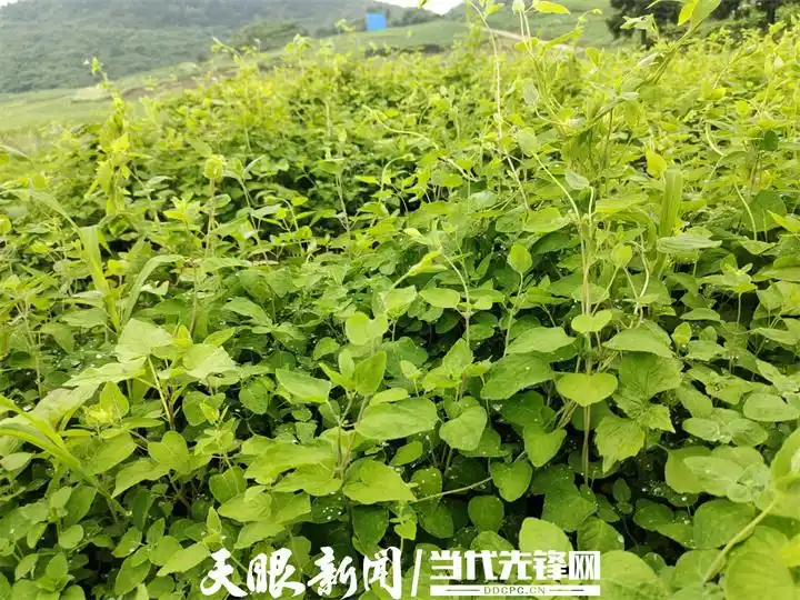 Cultivation methods involving turkish parties