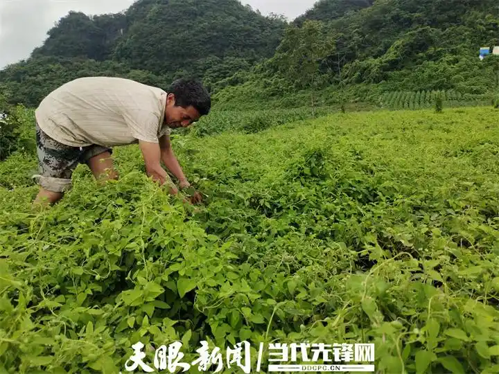 Cultivation methods involving turkish parties