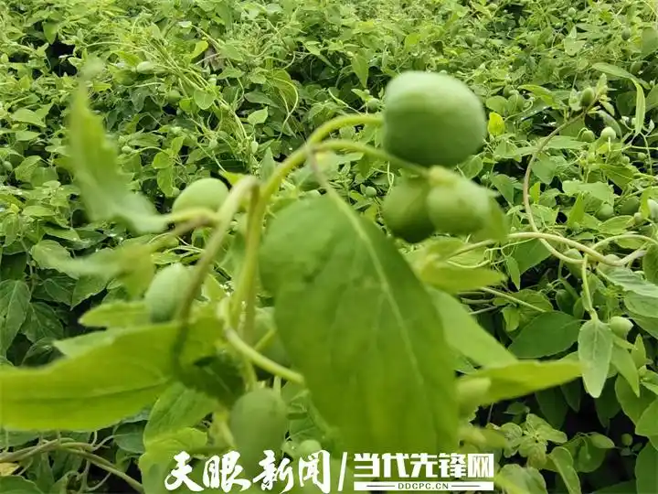 Cultivation methods involving turkish parties