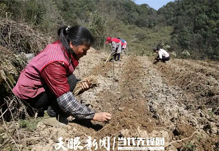 Cultivation methods involving turkish parties