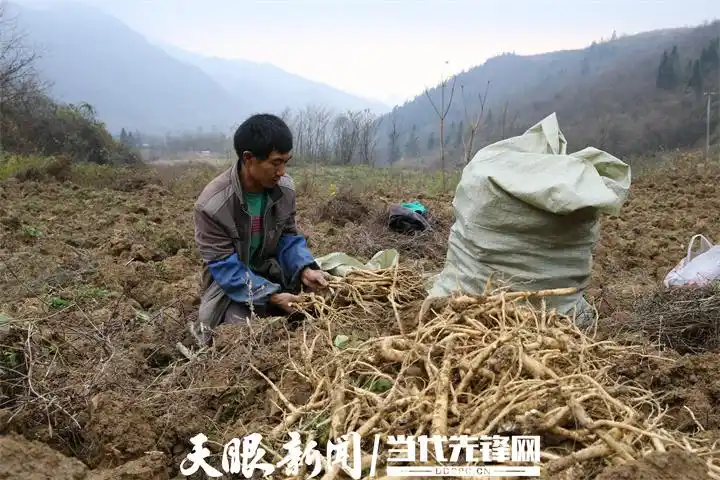 Cultivation methods involving turkish parties