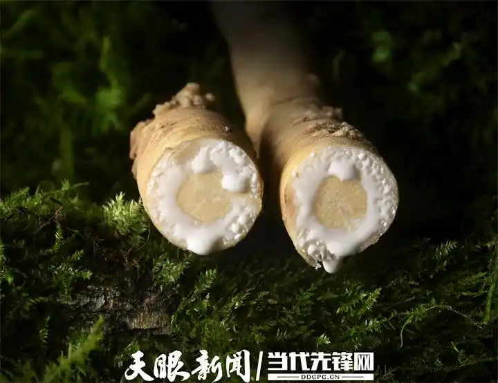 Cultivation methods involving turkish parties