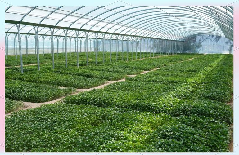 蔬菜大棚种植技术