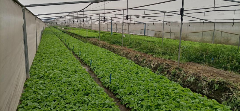 蔬菜大棚种植技术