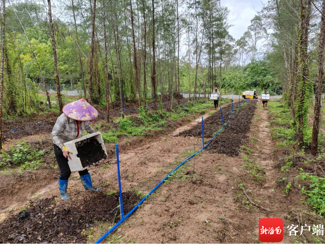 蔬菜大棚种植技术