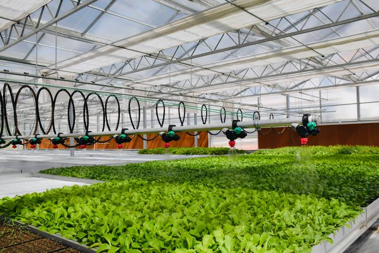 Technology for the cultivation of garlic seed