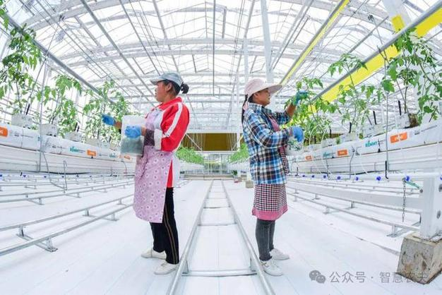 Technology for the cultivation of garlic seed