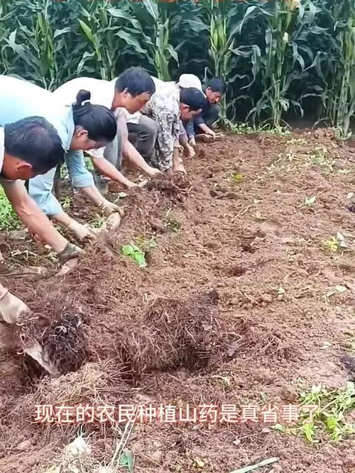 淮山的种植方法