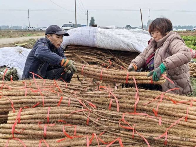 淮山的种植方法