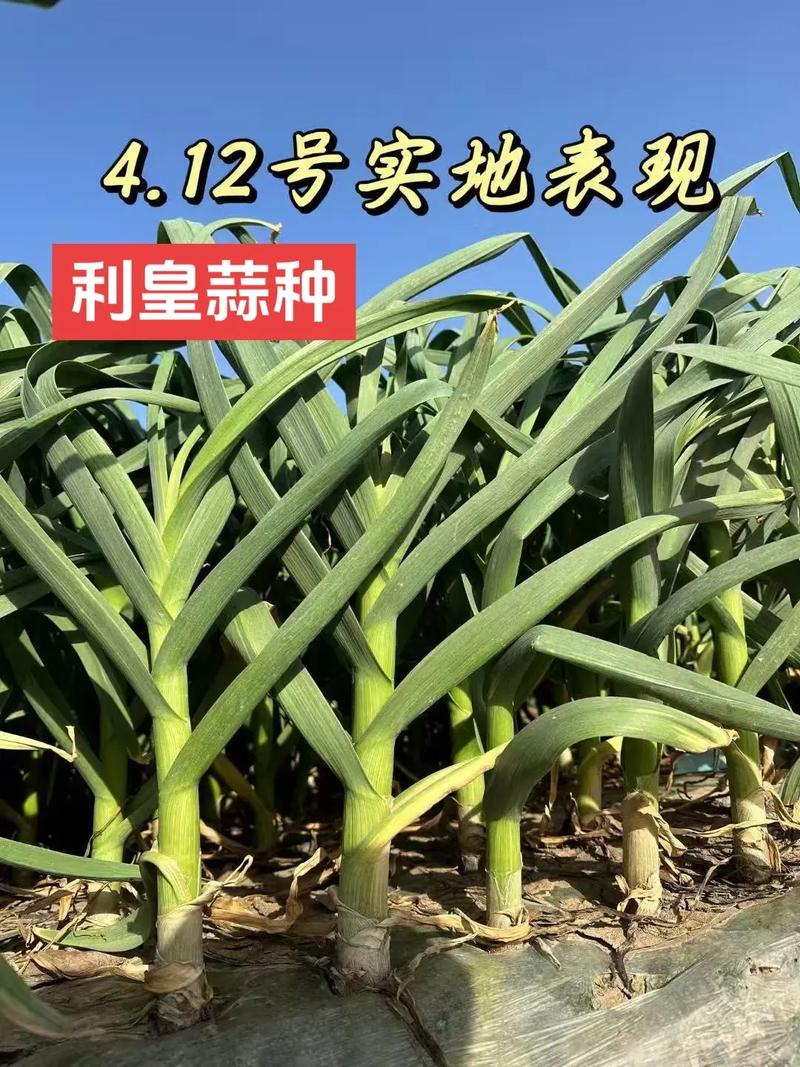 大蒜的种植技术