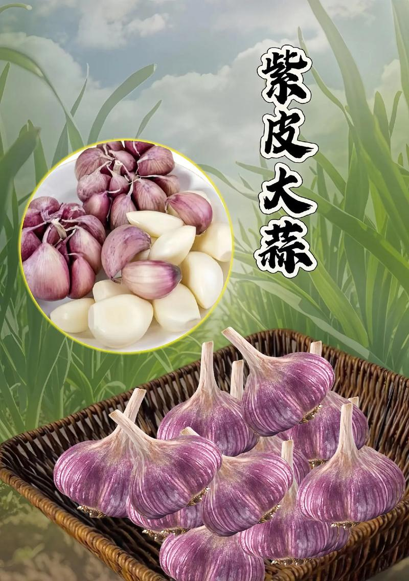 大蒜的种植技术