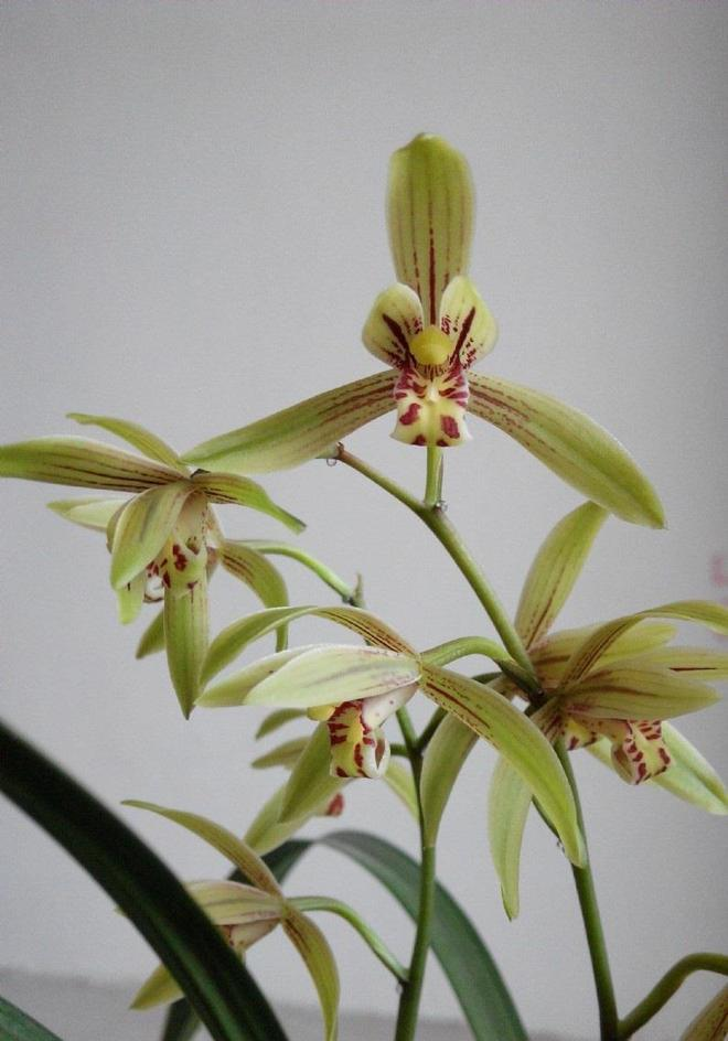 The method of building the red peach