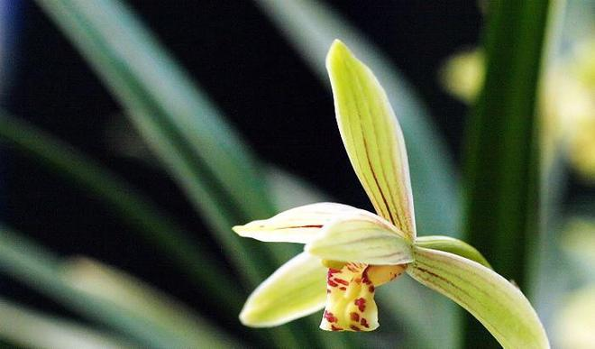 The method of building the red peach