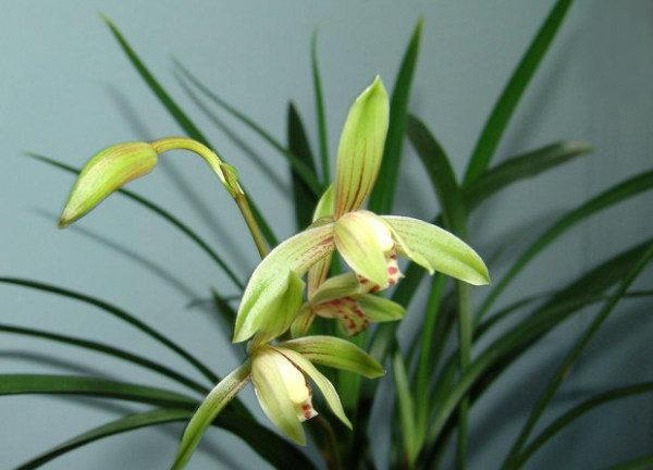 The method of building the red peach