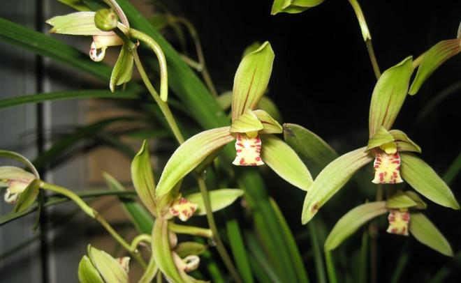 The method of building the red peach