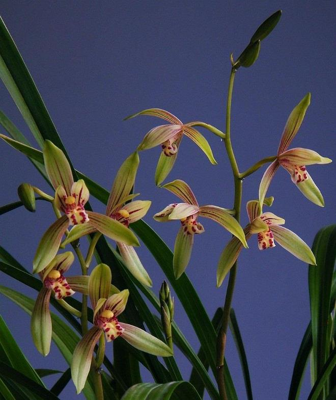 The method of building the red peach