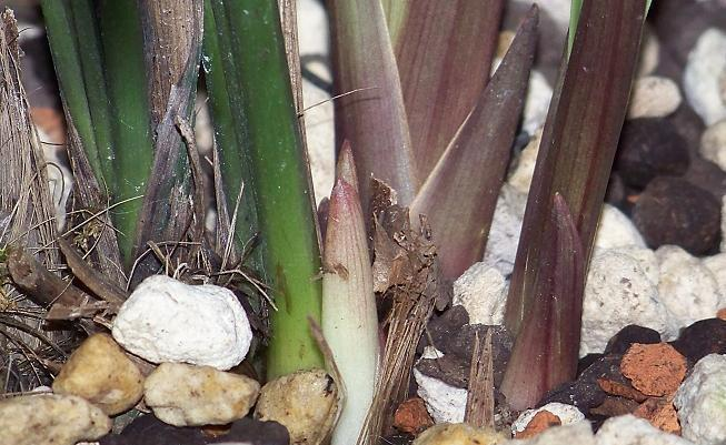 The method of building the red peach