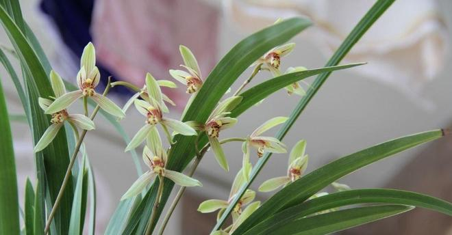 The method of building the red peach