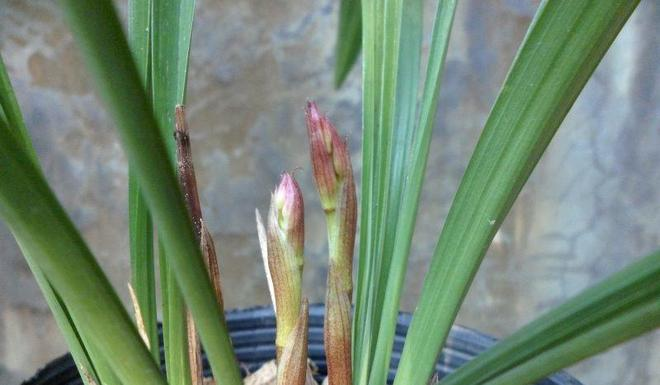 The method of building the red peach