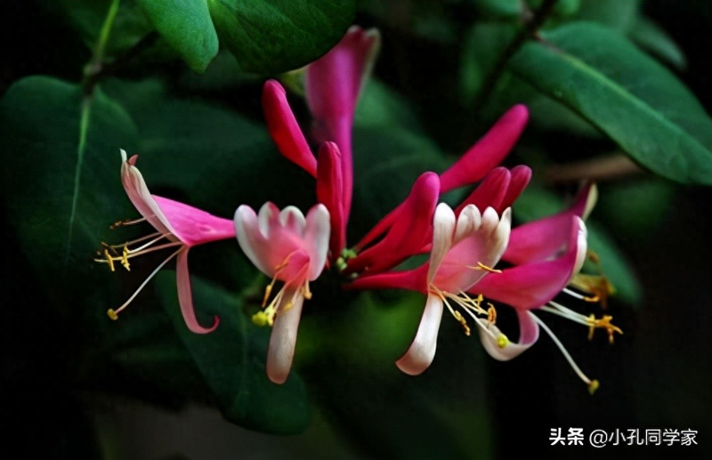 盆栽金银花种植技术