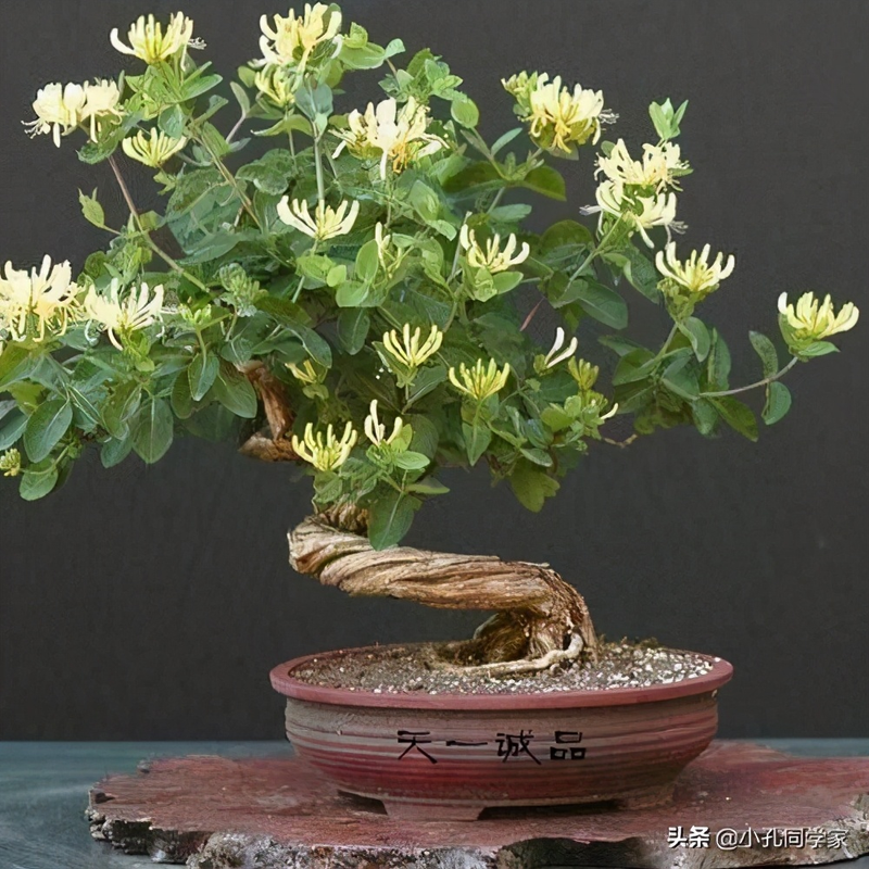 盆栽金银花种植技术