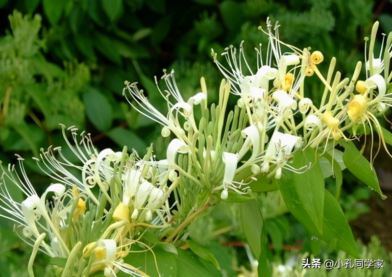 盆栽金银花种植技术