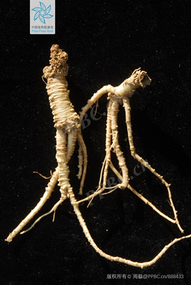 Zinwon's way of making wine