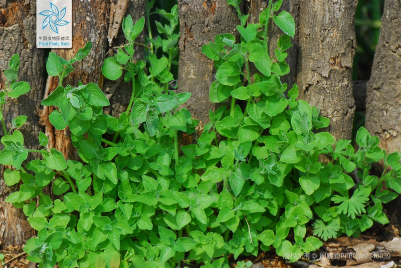 Zinwon's way of making wine