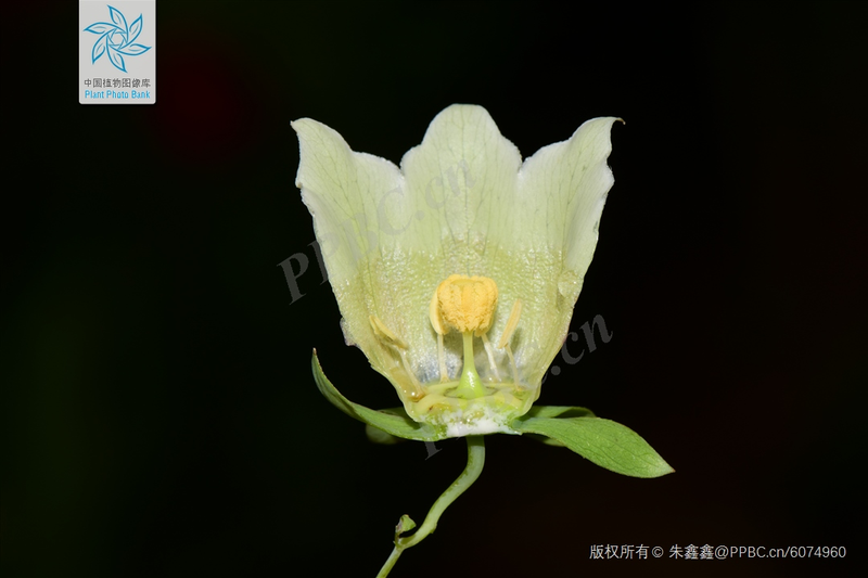 Zinwon's way of making wine