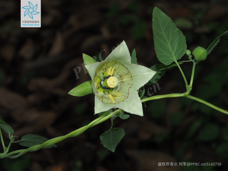 Zinwon's way of making wine