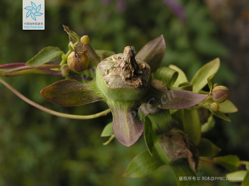 Zinwon's way of making wine