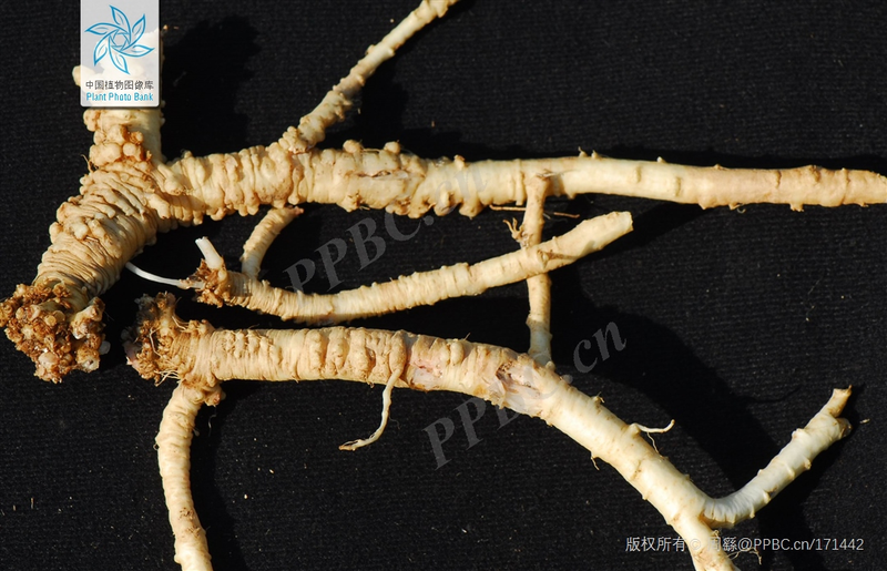 Zinwon's way of making wine