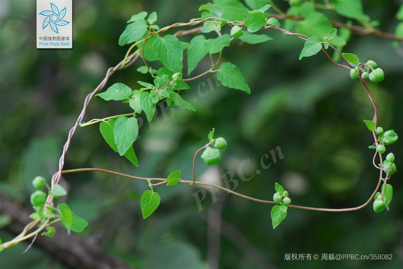 Zinwon's way of making wine